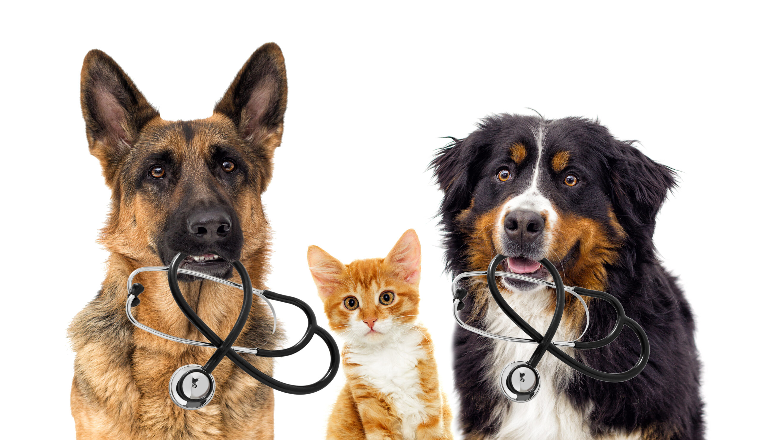 Vet Appointments in Lexington, KY Nicholasville Road Animal Hospital